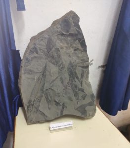 Museum5